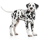 photo of a dalmatian dog