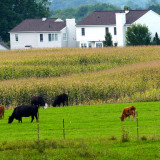 photo of farmland with cows and housing development in the background