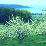 Orchard protected by PDR program in Michigan.