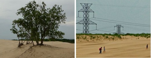 Natural beauty mixes with transmission lines along Indiana dunes