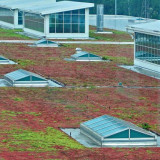 part of huge green roof at Ford Motor's River Rouge assembly plant in Dearborn, Michigan