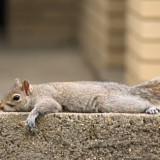 Squirrel at rest