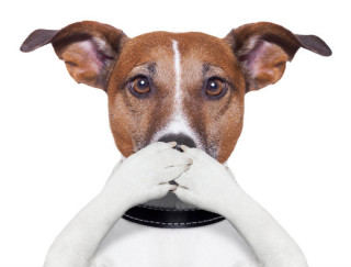 image of dog covering its mouth